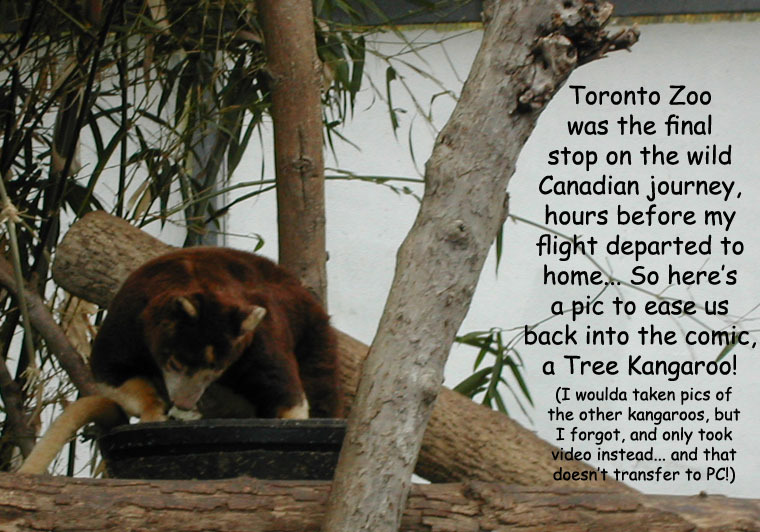 Canadian Filler: Tree Kangaroo!